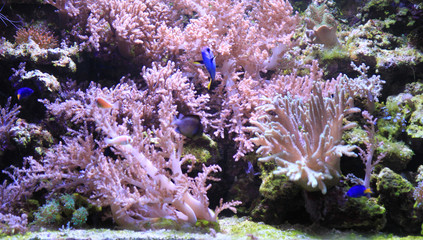 sea aquarium background