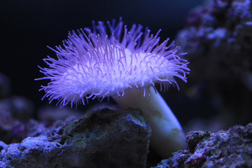 sea aquarium background