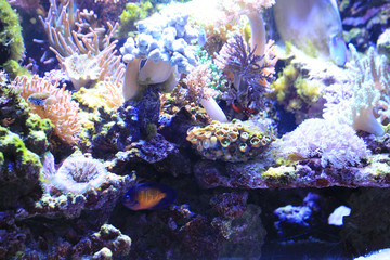 Naklejka na ściany i meble sea aquarium background