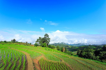 Fototapeta na wymiar green terraced rice field with blue sky at Chiangmai Thailand