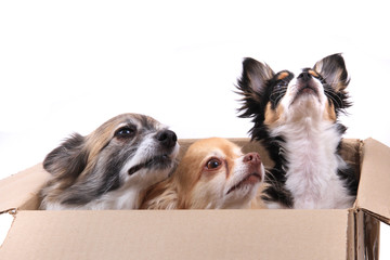 three chihuahua dogs in the paper box