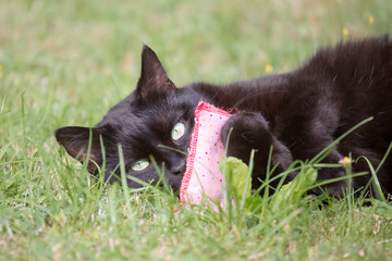 Schwarze Katze mit Duftkissen im Garten