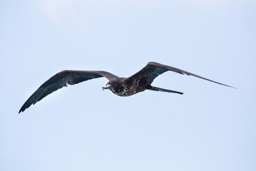 Fregattvogel auf Curacao (Niederländische Antillen/ABC-Inseln/Karibik)
