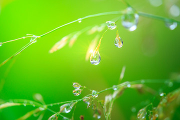 dew drops on grass flower, concept for fresh air in the morning, Chiangmai Thailand