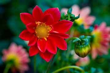 scarlet dahlia in the garden closeup