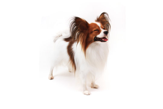 Papillon Dog Isolated