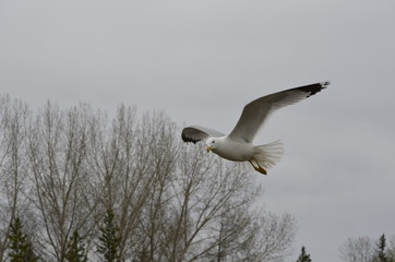 Seagull 004