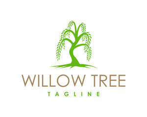Willow Tree Symbol Logo Vector