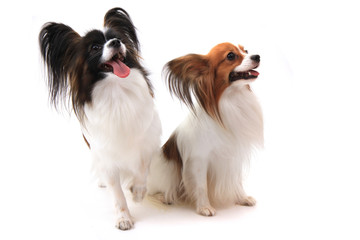 two papillon dogs isolated