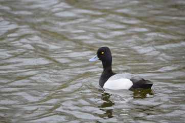 Duck, Gold Eyed 1