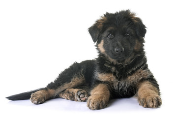 puppy german shepherd