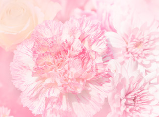 Beautiful carnation flower in soft and blur style for background