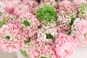 Persian buttercup. lace with many petals. Bunch pale pink ranunculus flowers light background. Wallpaper