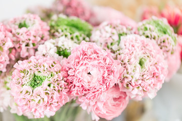 Persian buttercup. lace with many petals. Bunch pale pink ranunculus flowers light background. Wallpaper
