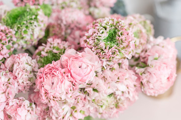 Persian buttercup. lace with many petals. Bunch pale pink ranunculus flowers light background. Wallpaper