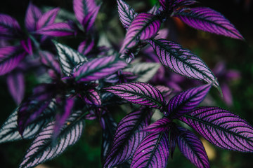 Strobilanthes dyerianus (persian shield), tropical plant with beautiful purple leaves. Indonesia,...