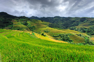 Terrace rice field at Mu  Cang Jai, Vietnam.