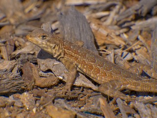 Sunbathing lizard