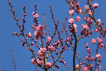 馬見丘陵公園の梅林
