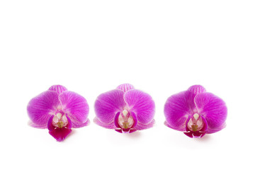 Fototapeta na wymiar orchid isolated on white