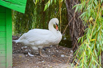Naklejka premium Swan poses in the park