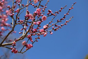 馬見丘陵公園の梅林