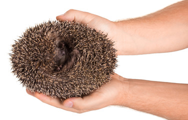 Prickly hedgehog curled into a ball in hands of men, isolated on white