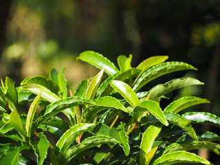 Green leaves for background