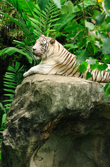 White Tiger or Bleached tiger on rock in zoo. Horizontal color image.