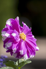 Beautiful purple flowers, soft focus