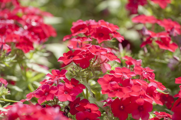 Beautiful red flowers, soft focus