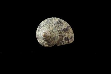 Seashell isolated on a black background.