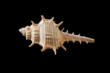 Seashell isolated on a black background.