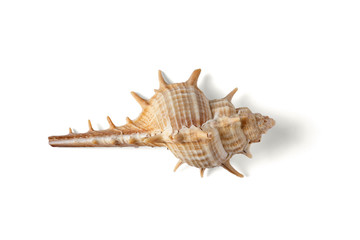 Seashell isolated on a white background.