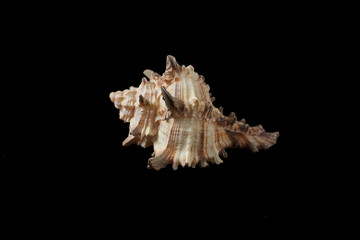 Seashell isolated on a black background.