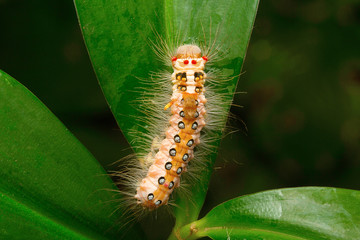 Moth caterpillar , Aarey Milk Colony , INDIA