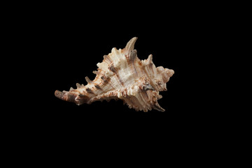 Seashell isolated on a black background.