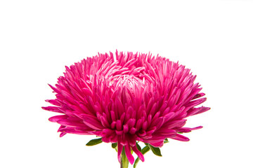 Obraz premium aster flowers