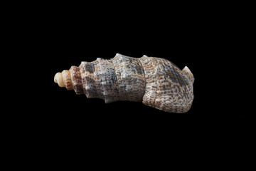 Seashell isolated on a black background.