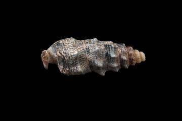 Seashell isolated on a black background.
