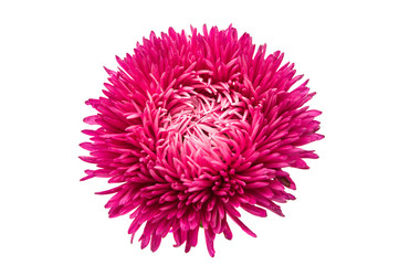 Fototapeta premium aster flowers