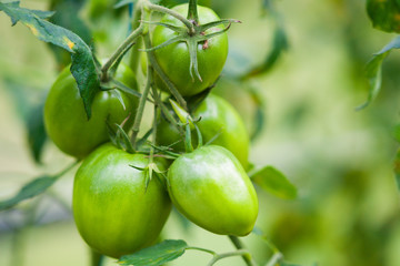 Outdoor photography of a green tomatoes 