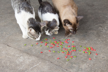 The cats are eating the Cat food tablets.