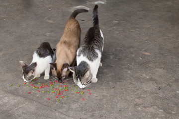 The cats are eating the Cat food tablets.