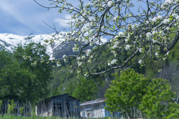 &Ccedil;amlıhemşin