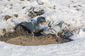Pigeons are heated in the winter. Birds are warming themselves in the winter. Many pigeons sit in the winter and bask.