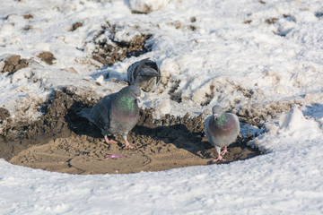 Pigeons are heated in the winter. Birds are warming themselves in the winter. Many pigeons sit in the winter and bask.