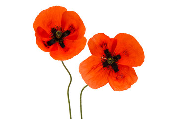 a poppy flowers