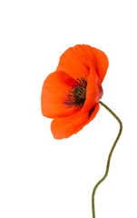 a poppy flowers