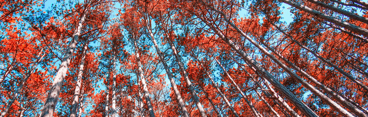 autumn forest trees